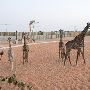 استضافة الفعاليات الخاصة